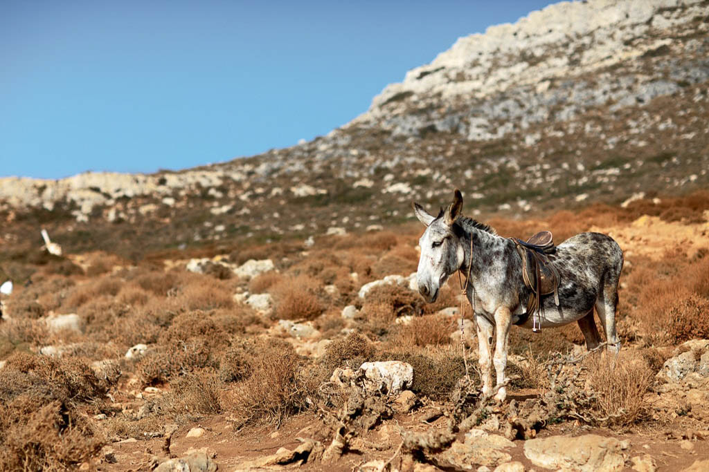 Kreta ir asilas