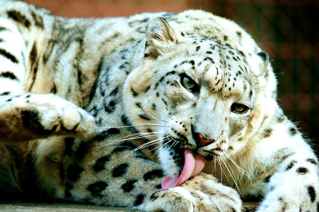 Tigras Kauno Zoo